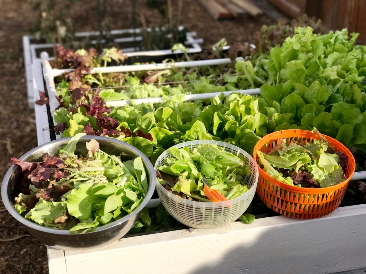 How We Harvest Lettuce From Seed to Spoon Vegetable Garden Planner
